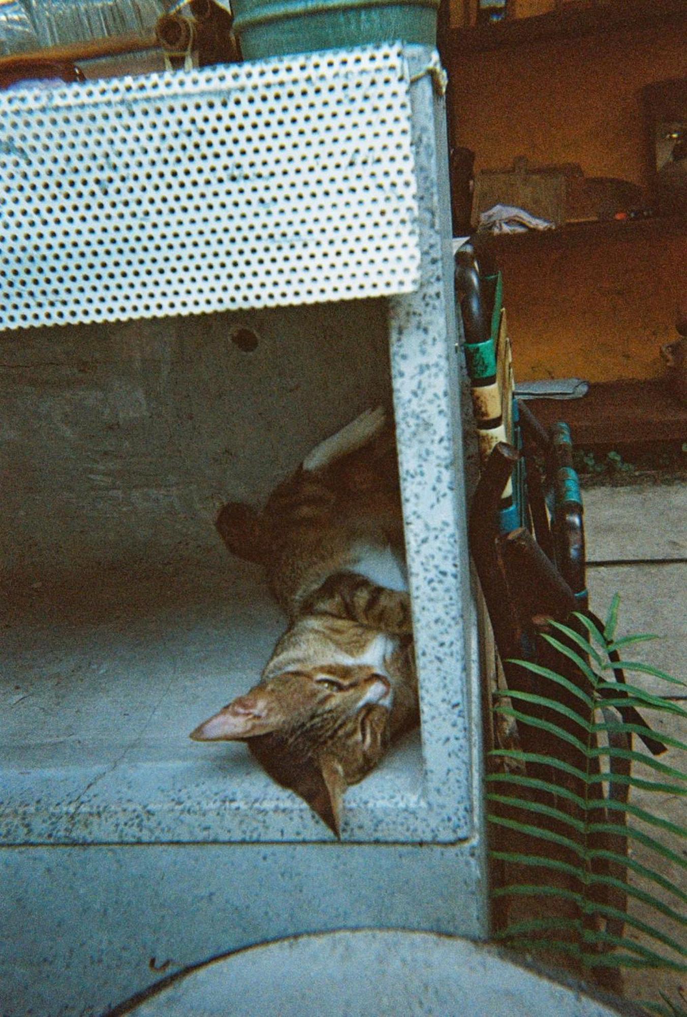 Bed & Breakfast Cactos Bar &