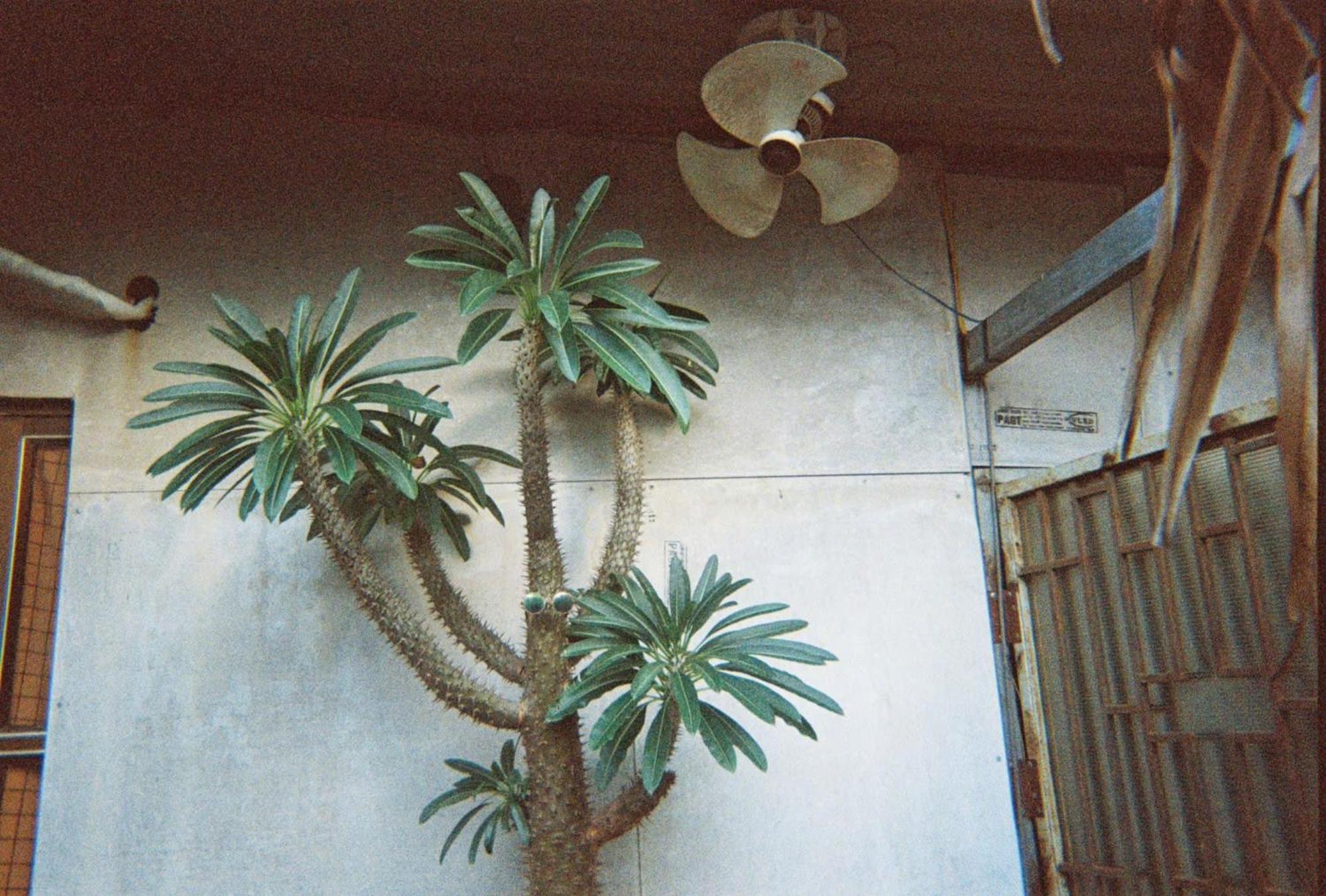 Cactos Bar & Bed & Breakfast *